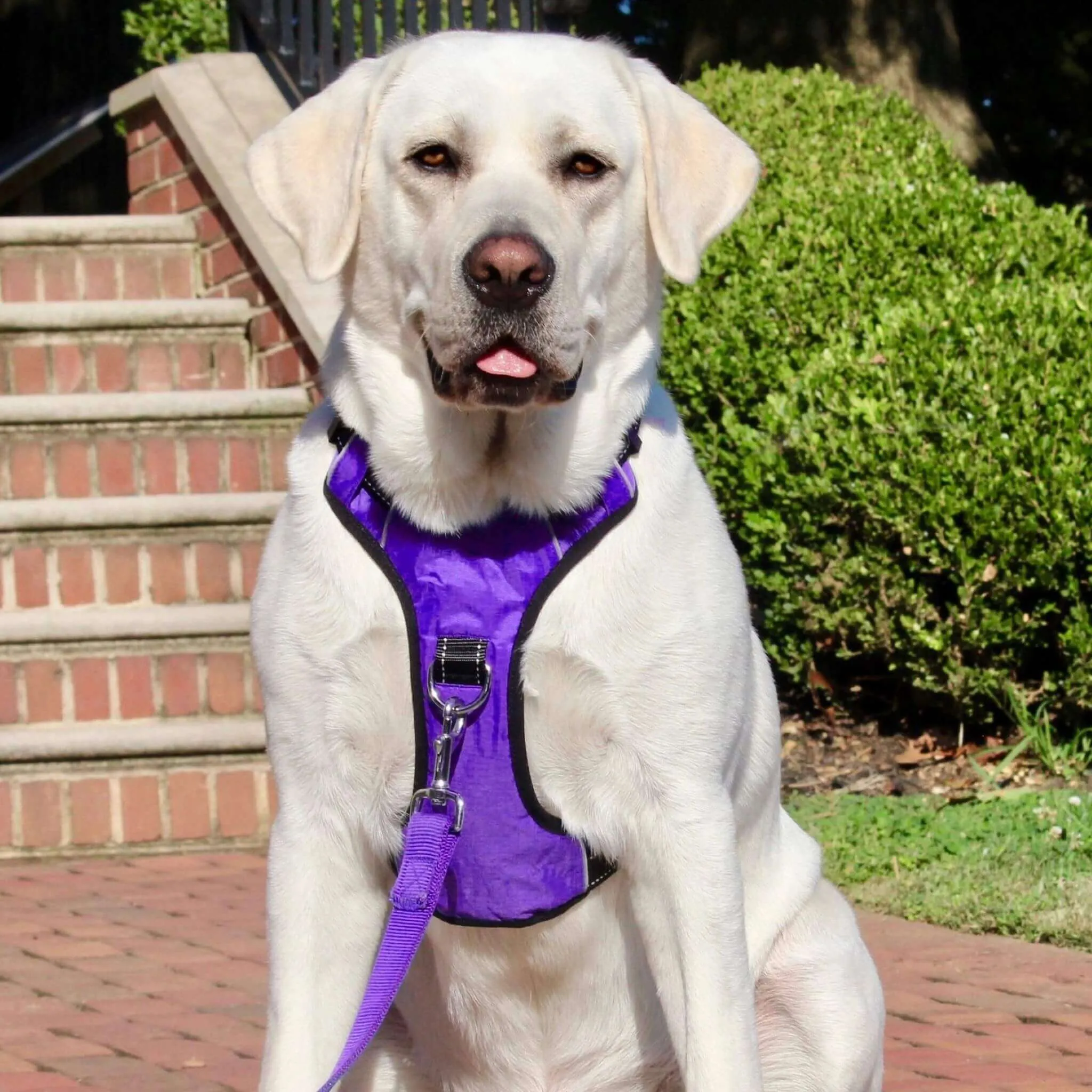 Chesapeake Dog Harness