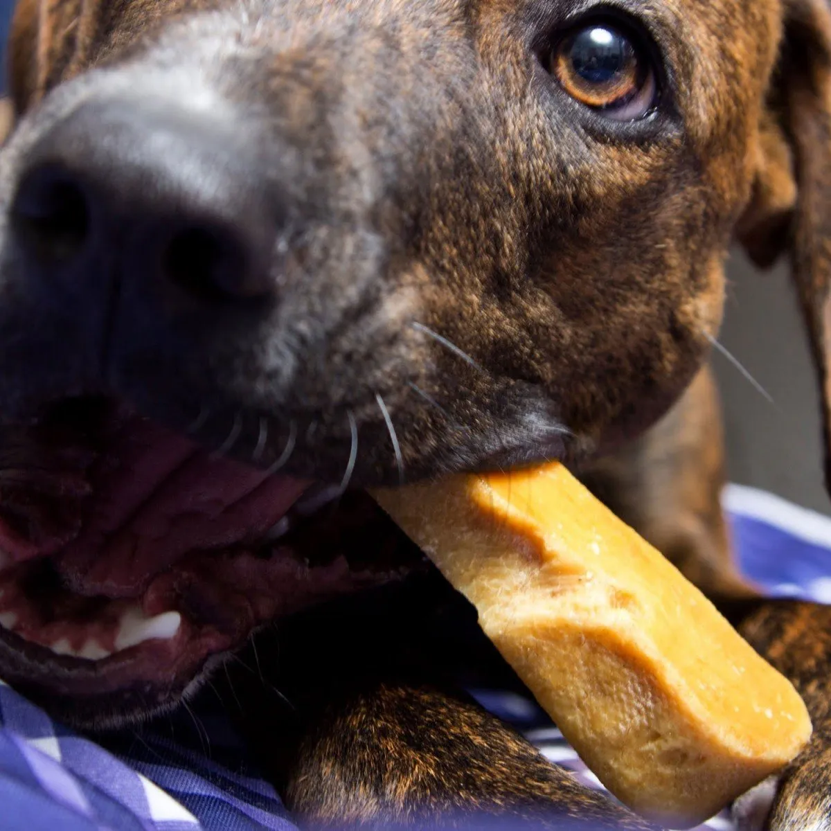 Long-Lasting Gold Yak Chews for Large Dogs