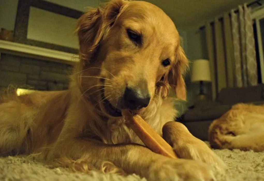 Long-Lasting Gold Yak Chews for Large Dogs