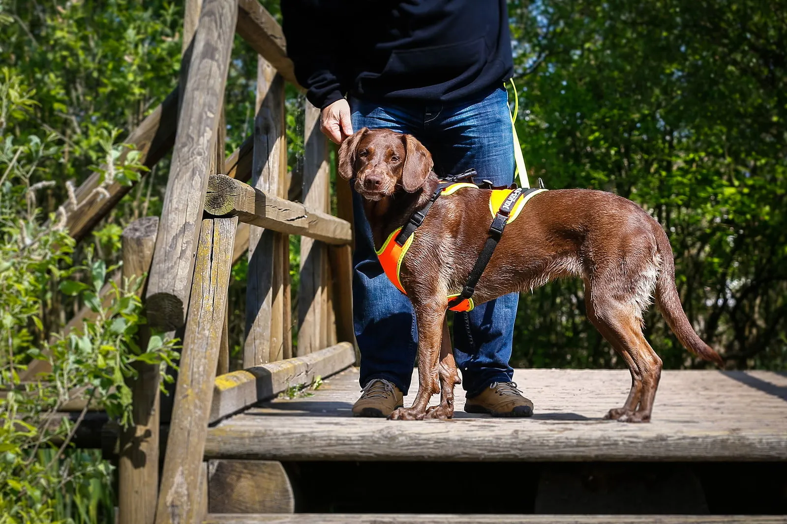 Mantrailing Dog Harness