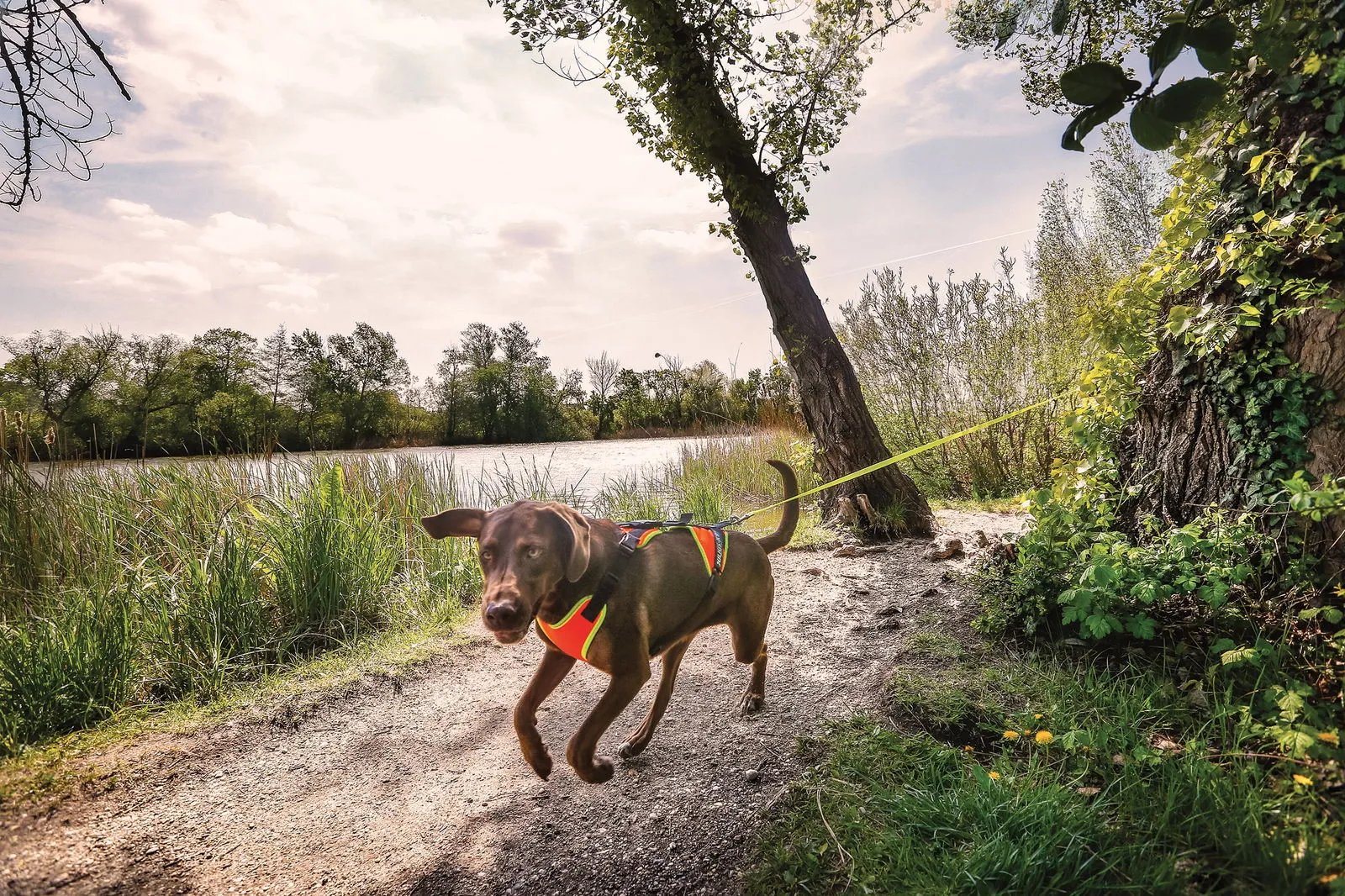 Mantrailing Dog Harness