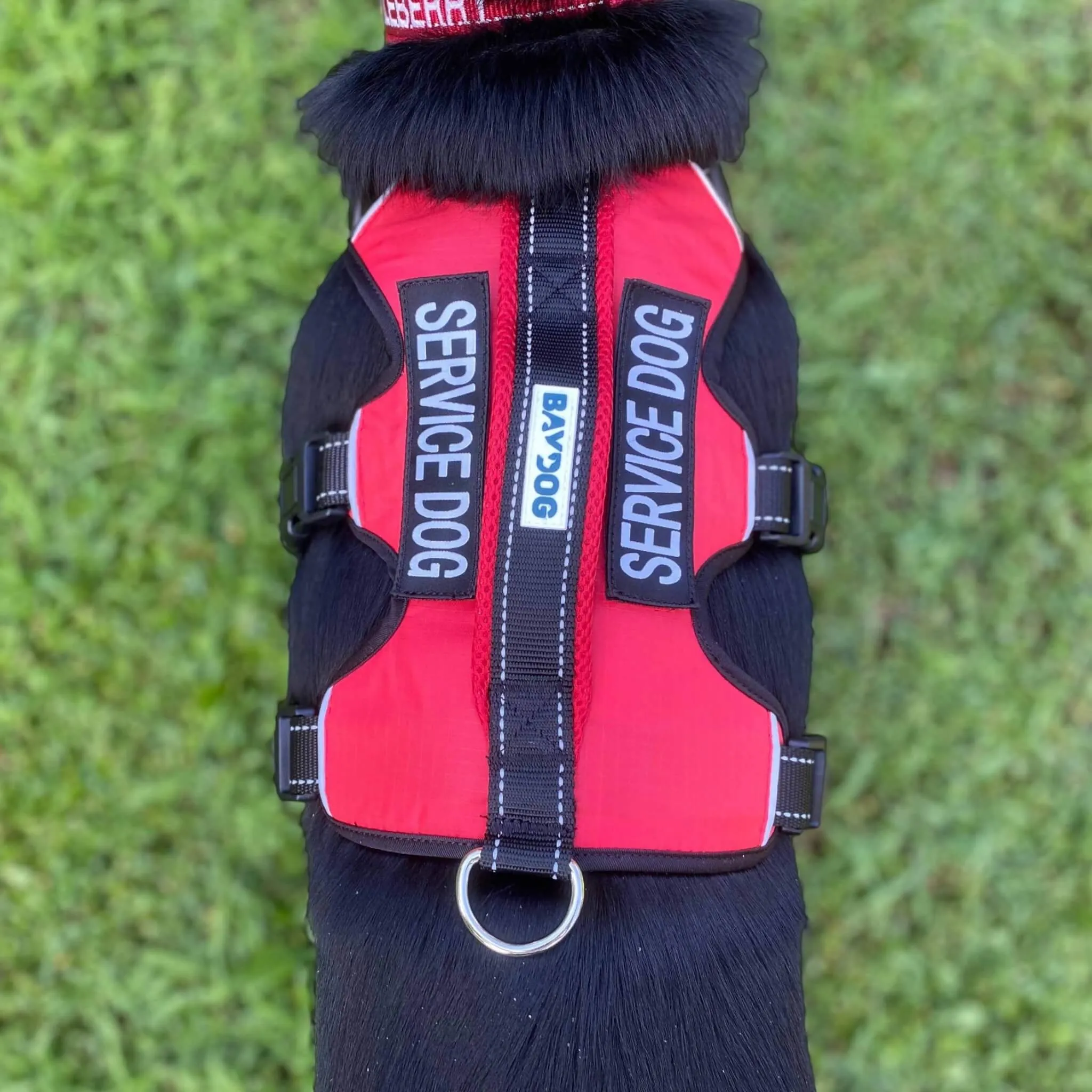 Service Dog Harness