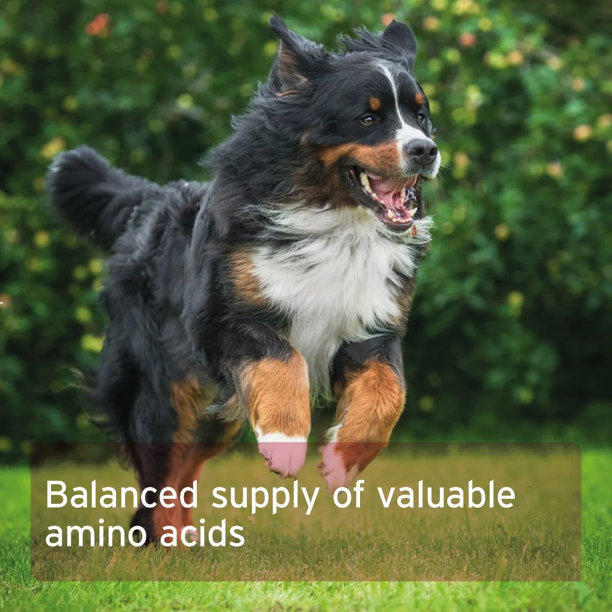 Taurine Powder for Dogs - 100g - Amino Acid Supplement